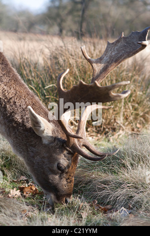 Deer à Dunham Massey dans Cheshire, Angleterre. © StockPix.eu Banque D'Images