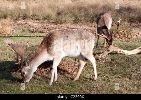 Deer à Dunham Massey dans Cheshire, Angleterre. © StockPix.eu Banque D'Images
