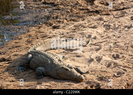 Crocodylus niloticus, le crocodile du Nil se prélassent au soleil sur les rives de la rivière Banque D'Images