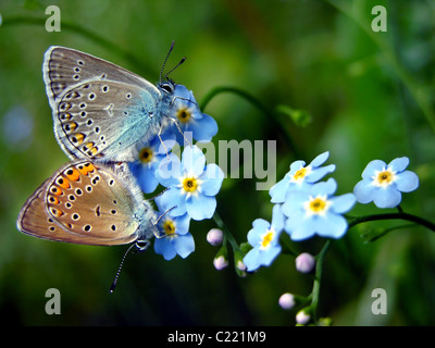 Papillons bleu commun dans l'amour sur forget-me-not Myosotis arvensis (fleurs) - valentine day Banque D'Images