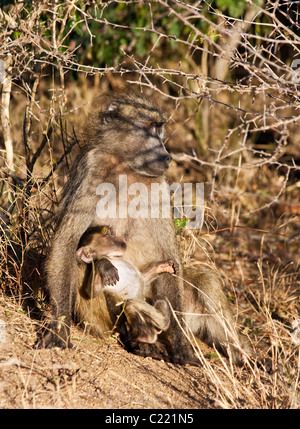 Mère et Bébé babouin Chacma, Papio ursinus, Kruger National Park, Afrique du Sud dans le cadre de séance à la fin de la journée de l'arbre Banque D'Images