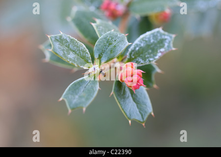 Berberis boutons de fleurs au printemps Banque D'Images