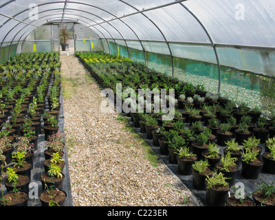 Polytunnels avec de plus en plus d'arbustes et plantes Banque D'Images