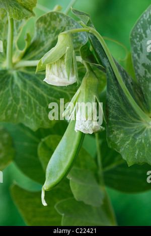 Pisum sativum var. macrocarpon 'Oregon' Pod Sucre pois mange-AGA de mourir en pleine croissance Pod Juin fleurs Banque D'Images