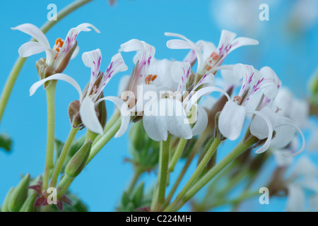 Pelargonium 'Ardwick Cinnamon' Géranium à feuilles parfumées Banque D'Images