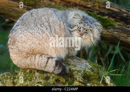 Chat de Pallas (Otocolobus manul) Asie centrale. Parc animalier captif de Port Lympne, Kent, Royaume-Uni Banque D'Images