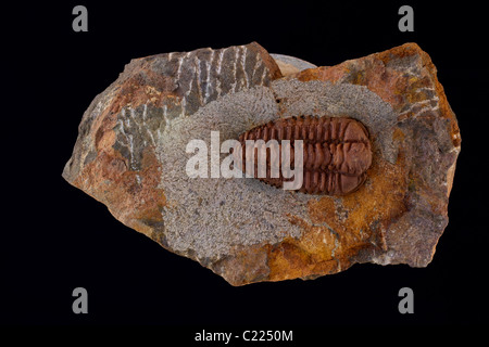 Trilobite fossile (Placoparia) - Maroc - Âge - Elkaid Errami - Ordovicien - Maroc Banque D'Images