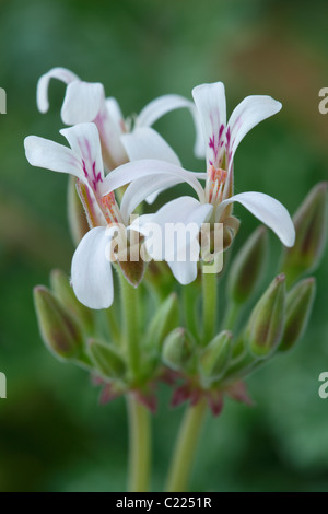 Pelargonium 'Ardwick Cinnamon' Géranium à feuilles parfumées Banque D'Images