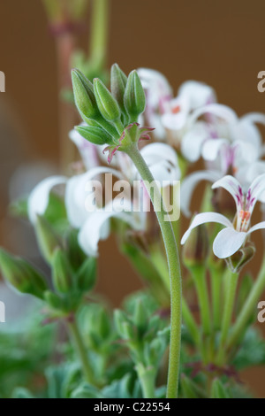 Pelargonium 'Ardwick Cinnamon' Géranium à feuilles parfumées Banque D'Images