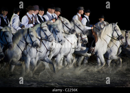 Les chevaux de Camargue sont montés à travers marais pendant un fils e rendement lumière près de Saint-Rémy-de-Provence, France Banque D'Images