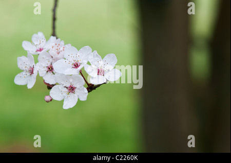 Prunus cerasifera 'Purple flash'. Cherry Plum. Cherry Blossom tree Banque D'Images