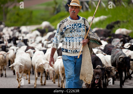 Santino, un berger mène son troupeau de l'Ombrie en baisse par les pâturages dans les collines près de Campi Vecchio, Ombrie Italie Banque D'Images