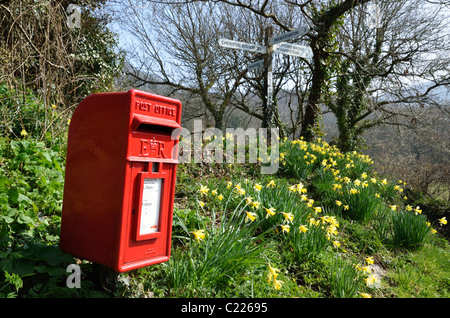 Post Box et des jonquilles à Clifford Cross, près de Dunsford Devon UK Banque D'Images