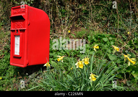 Post Box et des jonquilles à Clifford Cross, près de Dunsford Devon UK Banque D'Images