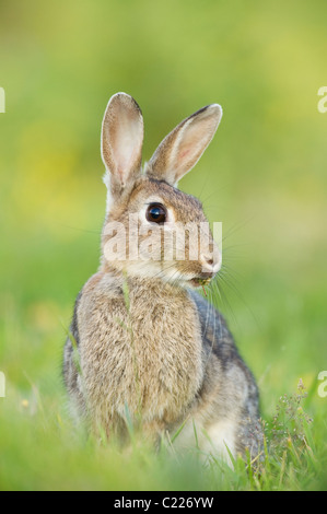 Lapin (Oryctolagus cunniculus) des North Downs, Kent, UK Banque D'Images