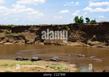 Hippopotame (Hippopotamus amphibius), Masai Mara, Kenya. Banque D'Images