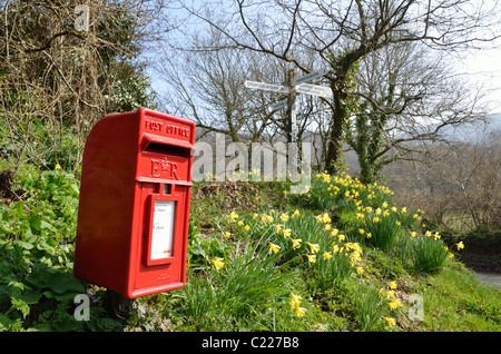 Post Box et des jonquilles à Clifford Cross, près de Dunsford Devon UK Banque D'Images