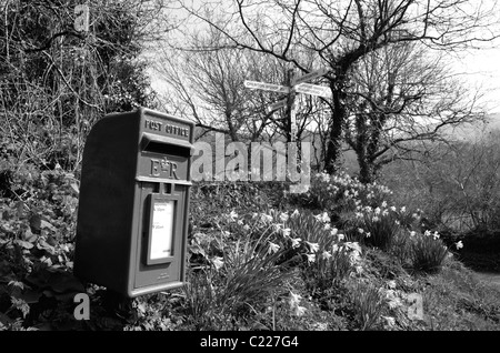 Post Box et des jonquilles à Clifford Cross, près de Dunsford Devon UK Banque D'Images