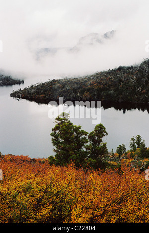 Cradle Mountain caché dans les nuages avec automne-teinté hêtre à feuilles caduques (Nothofagus gunnii) et Dove Lake au premier plan. Banque D'Images