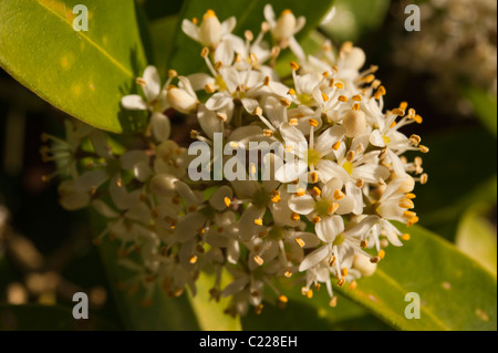 Détail d'une grappe de fleurs Skimmia japonica fragrans. Banque D'Images