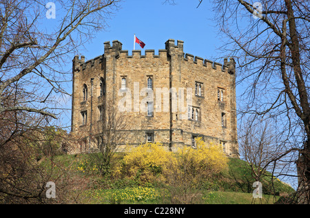 Château de Durham ou garder comme vu de Palace Green avec les fleurs du printemps à l'avant-plan, Angleterre du Nord-Est, Royaume-Uni Banque D'Images