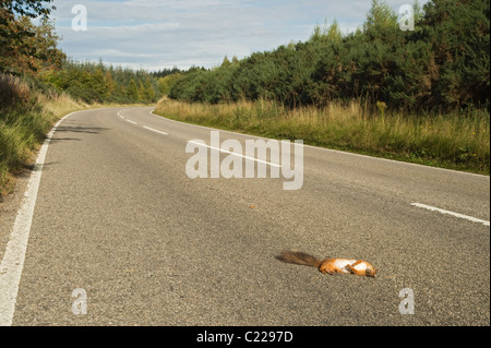 L'Écureuil roux (Sciurus vulgaris) tués sur la route, Black Isle, l'Écosse. Banque D'Images