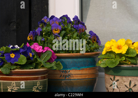 Plantes en pots de jardin décoratif Banque D'Images