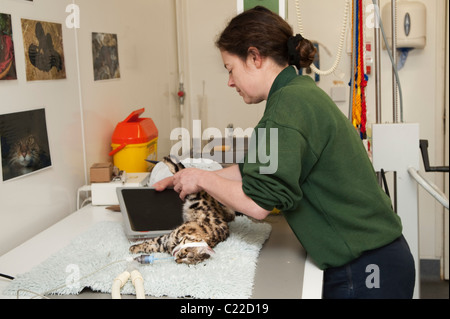Chat à pieds noirs (Felis nigripes). Vérifier la santé à Port Lympne Wild Animal Park, Kent, UK. Banque D'Images