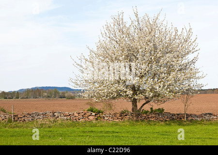 La floraison des cerisiers par le mur de pierre Banque D'Images