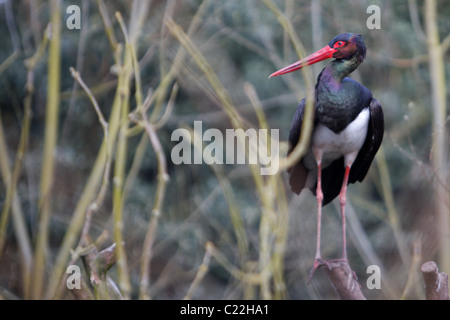 Cigogne noire Ciconia nigra échassier Ciconiidae Banque D'Images