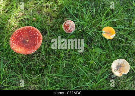 Les champignons Agaric Fly Banque D'Images