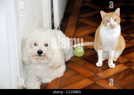 Caniche, ball et cat, Sao Paulo, Brésil Banque D'Images