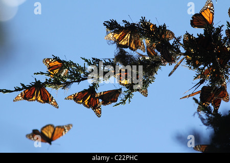 Monarch Butterfly Grove Californie Pacifique site Hiver Banque D'Images