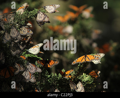 Monarch Butterfly Grove Californie Pacifique site Hiver Banque D'Images