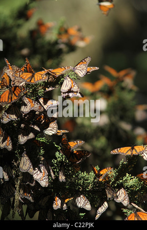 Monarch Butterfly Grove Californie Pacifique site Hiver Banque D'Images