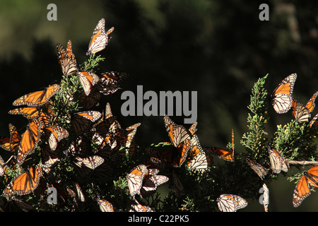 Monarch Butterfly Grove Californie Pacifique site Hiver Banque D'Images