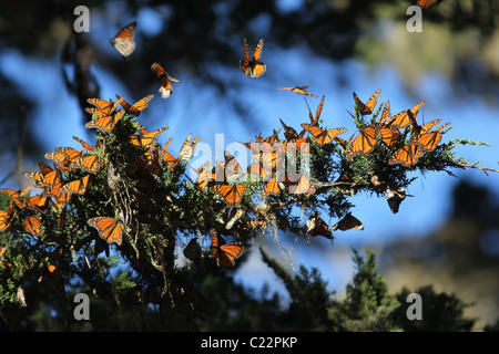 Monarch Butterfly Grove Californie Pacifique site Hiver Banque D'Images