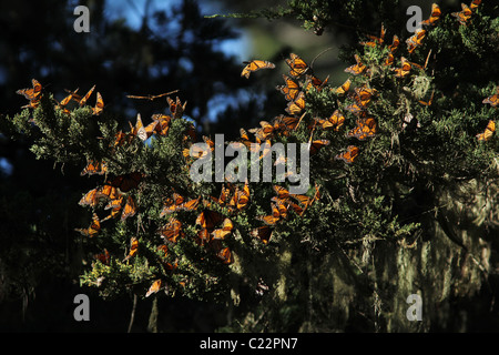 Monarch Butterfly Grove Californie Pacifique site Hiver Banque D'Images