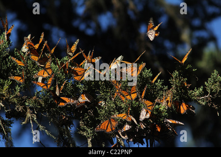 Monarch Butterfly Grove Californie Pacifique site Hiver Banque D'Images