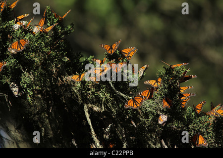 Monarch Butterfly Grove Californie Pacifique site Hiver Banque D'Images