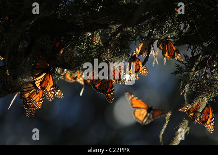 Monarch Butterfly Grove Californie Pacifique site Hiver Banque D'Images