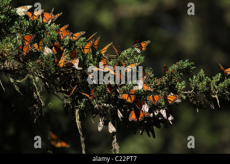 Monarch Butterfly Grove Californie Pacifique site Hiver Banque D'Images