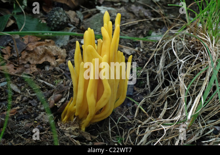 Les fusées d'or (Clavulinopsis fusiformis) Banque D'Images