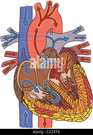 Structure du cœur humain et le débit sanguin illustration Banque D'Images