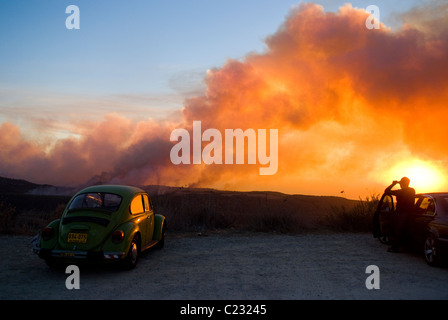 Un scarabée vert par les incendies de forêts dans la montagne de Carmel, Israël Banque D'Images