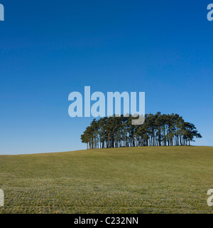 Sérénité d'une ligne d'arbres contre un ciel bleu clair dans un paysage verdoyant à midi Banque D'Images