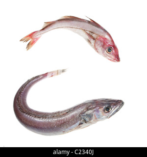 Et de l'Aiglefin Merlu entier poisson isolated on white Banque D'Images