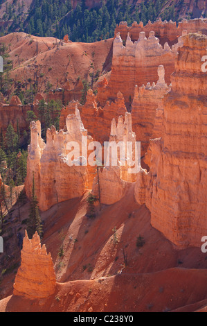 Cheminées de grès rétroéclairé et sapins de Douglas au lever du soleil dans l'Amphithéâtre de Bryce Canyon Utah USA Banque D'Images