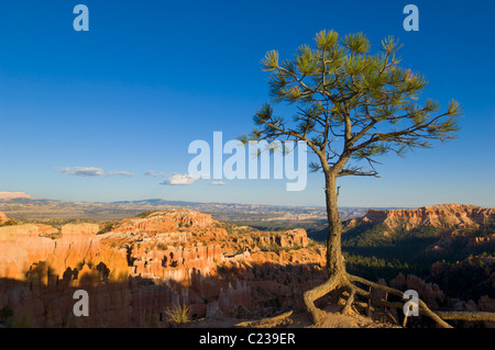 Limber pine, Pinus flexilis, au bord de l'Amphithéâtre de Bryce Point Sunrise, Bryce Canyon National Park Utah USA Banque D'Images