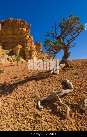 Twisted Limber pine Pinus flexilis Pink Ledges Trail Canyon rouge plateau Paunsaugunt Dixie National Forest Utah USA Banque D'Images